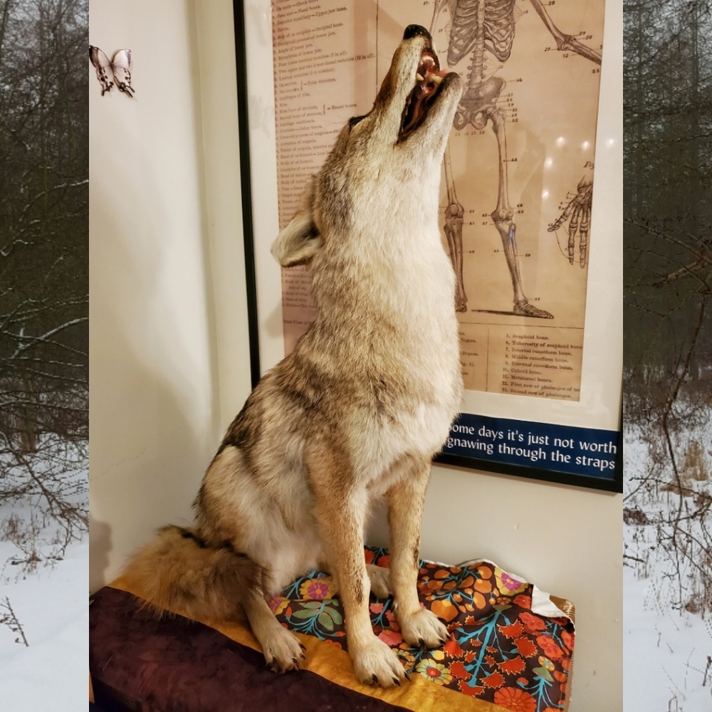 Beautiful Taxidermy Coyote Full Body Mount